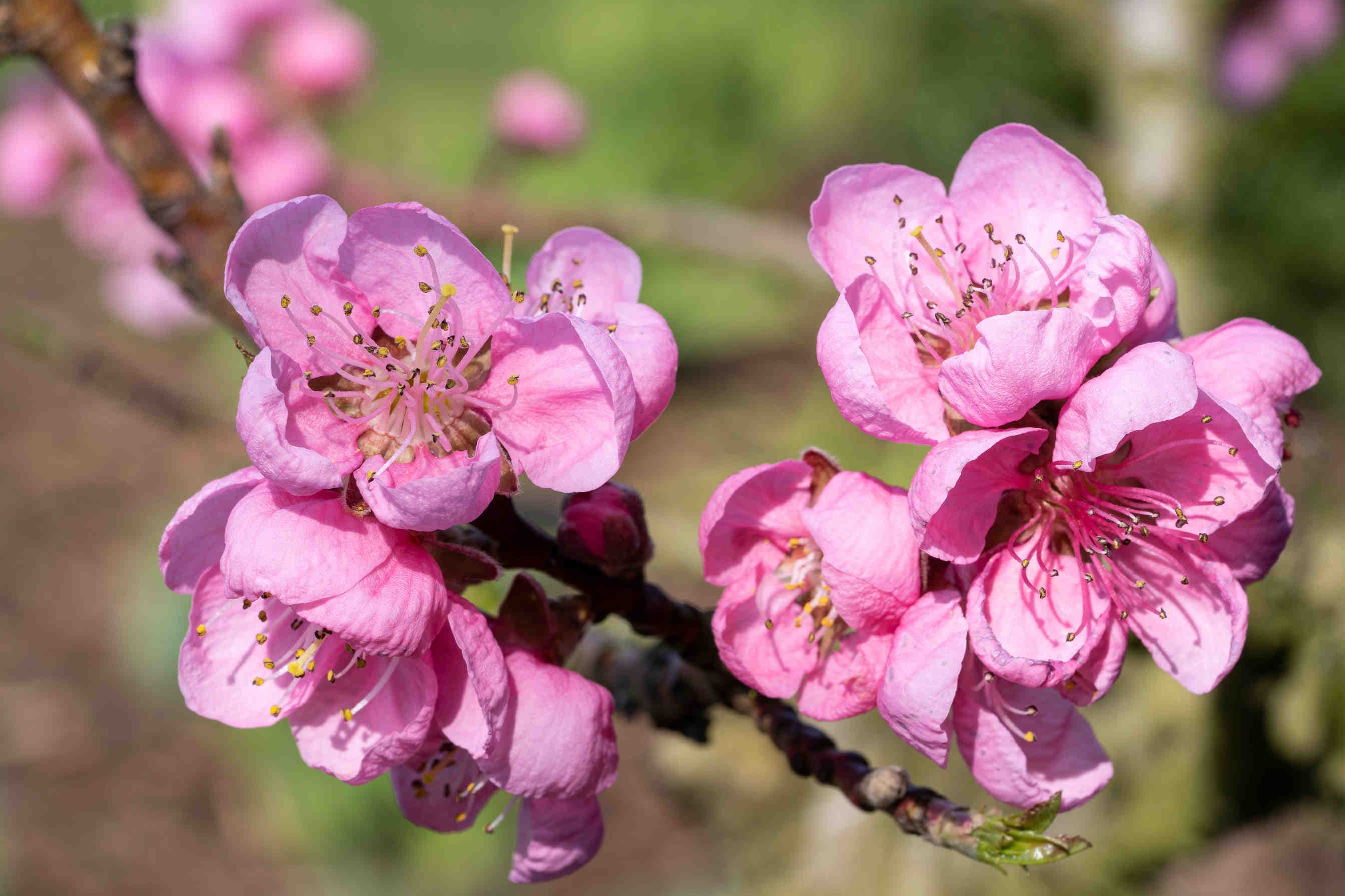 fiori di pesco