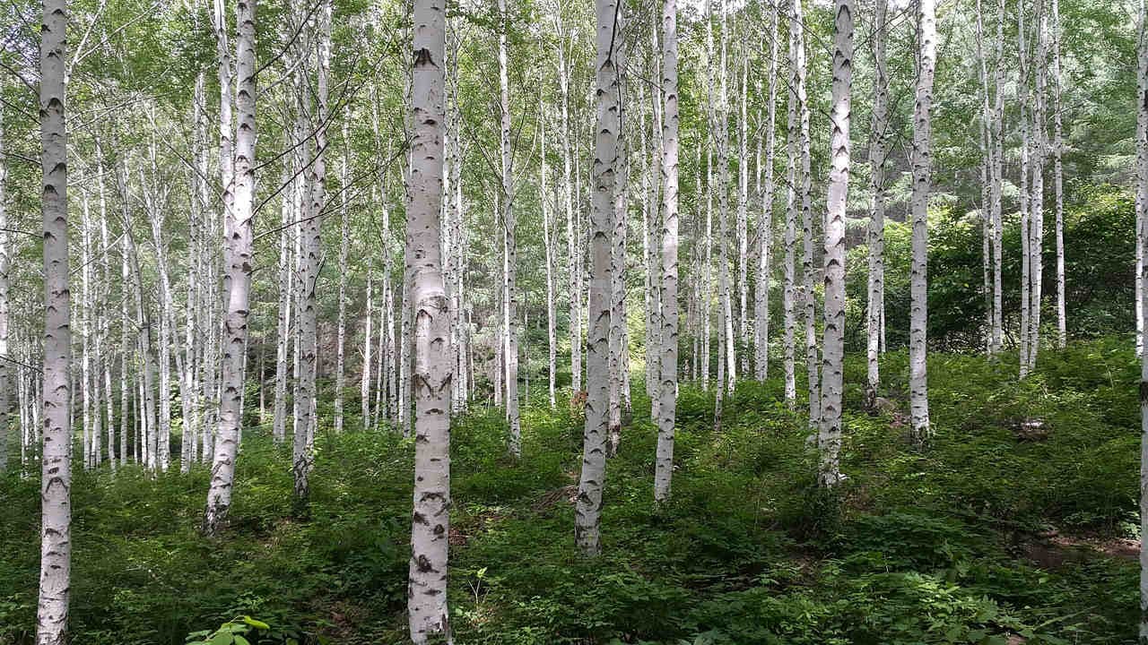 foresta betulle