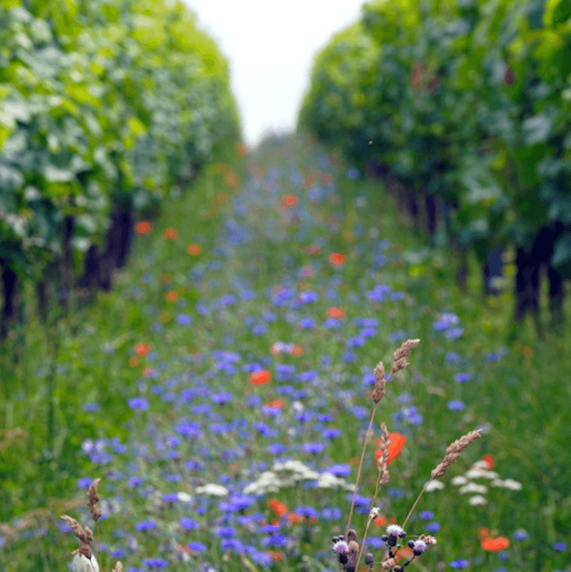 rang d'enherbement dans des vignes