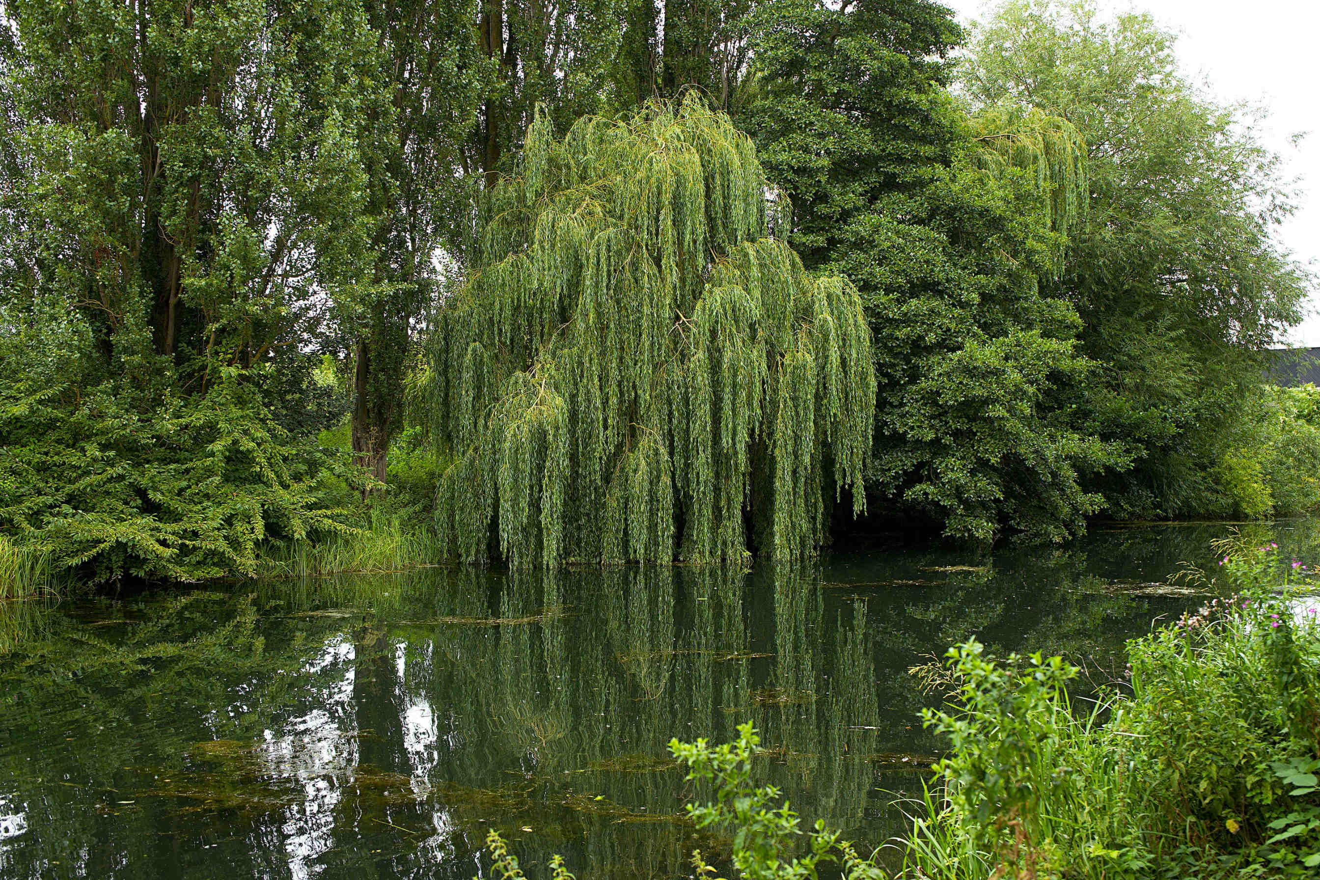 salix