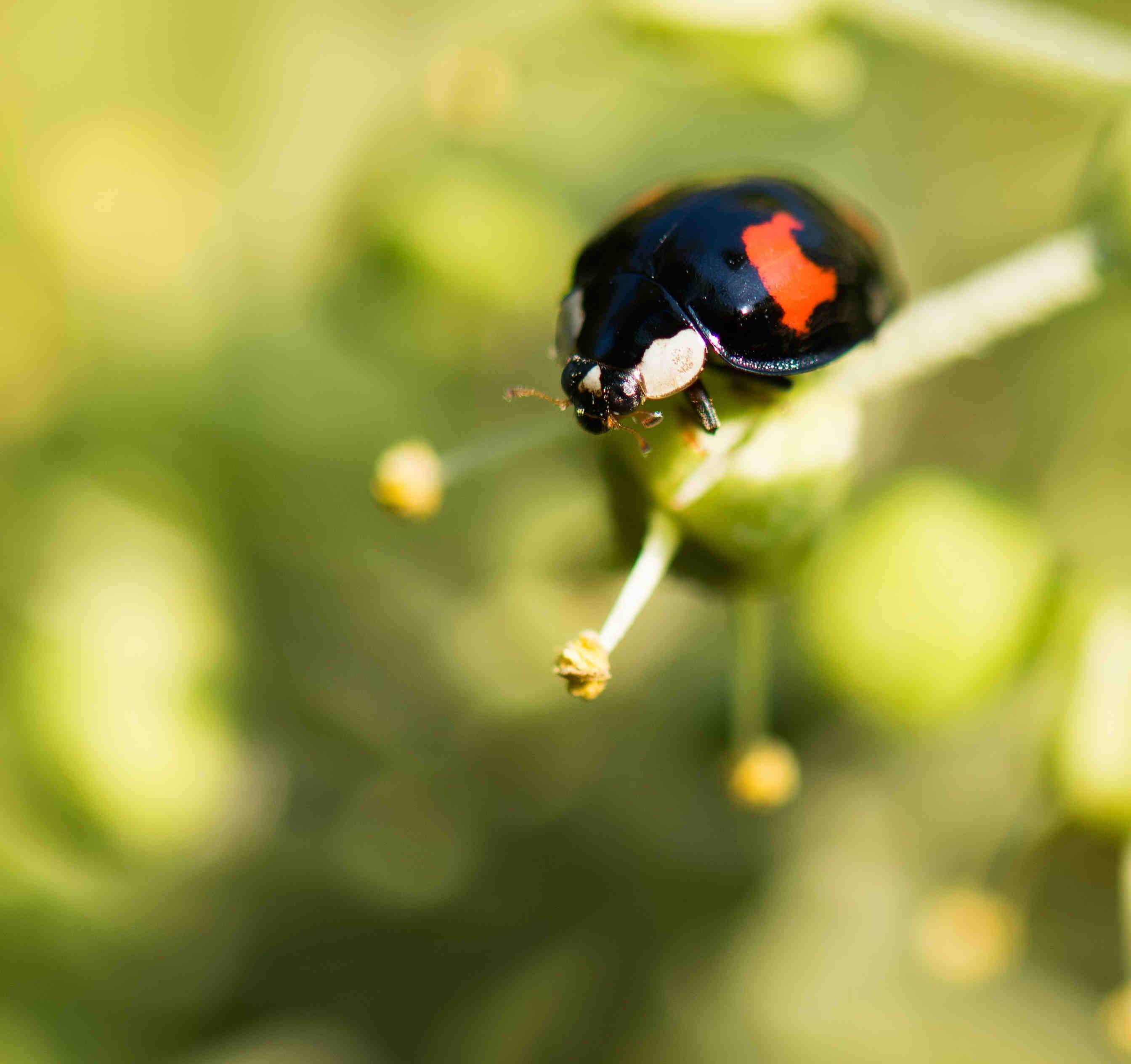coccinella gene pannier