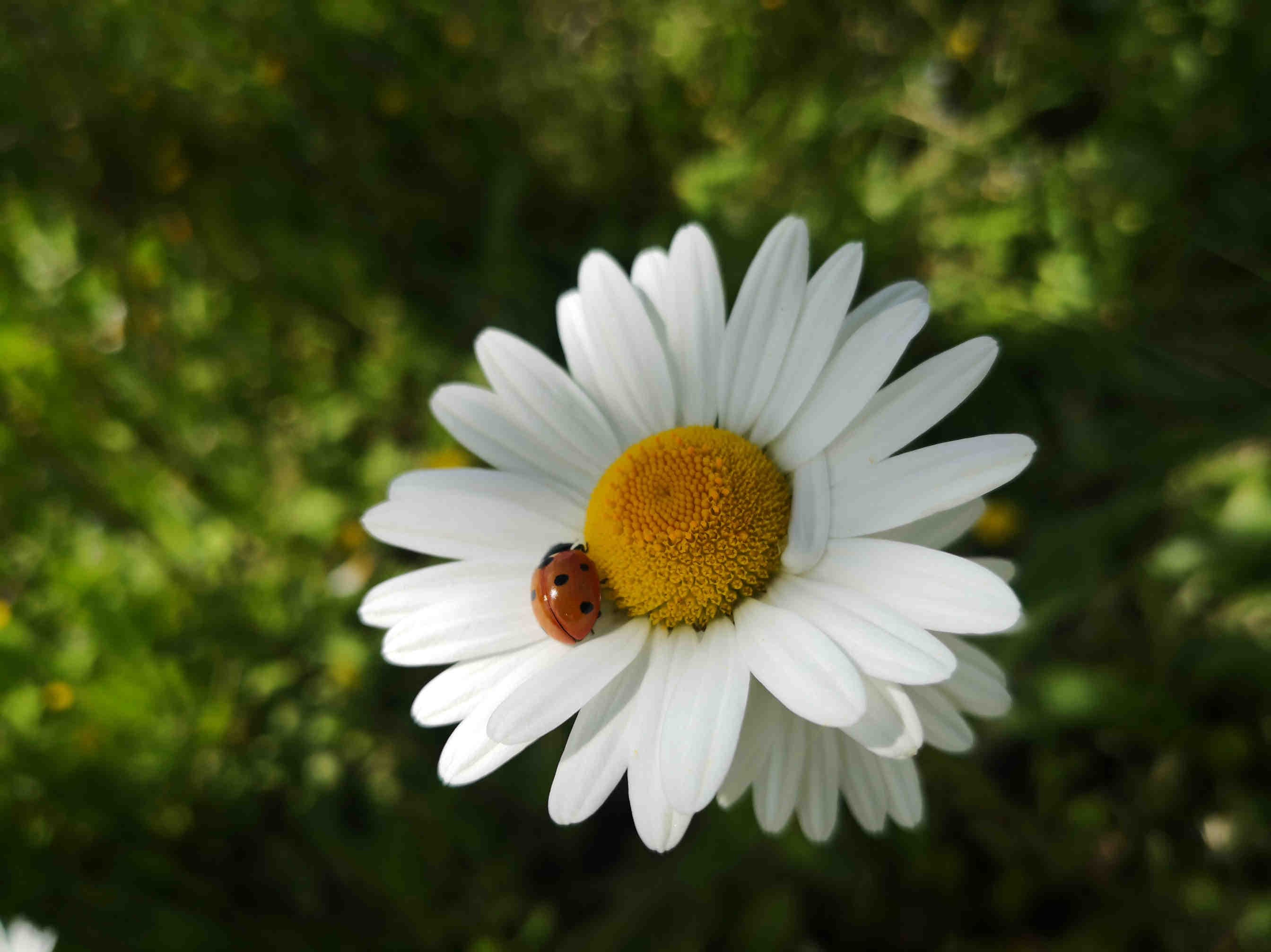 Istituzione giornata mondiale ambiente