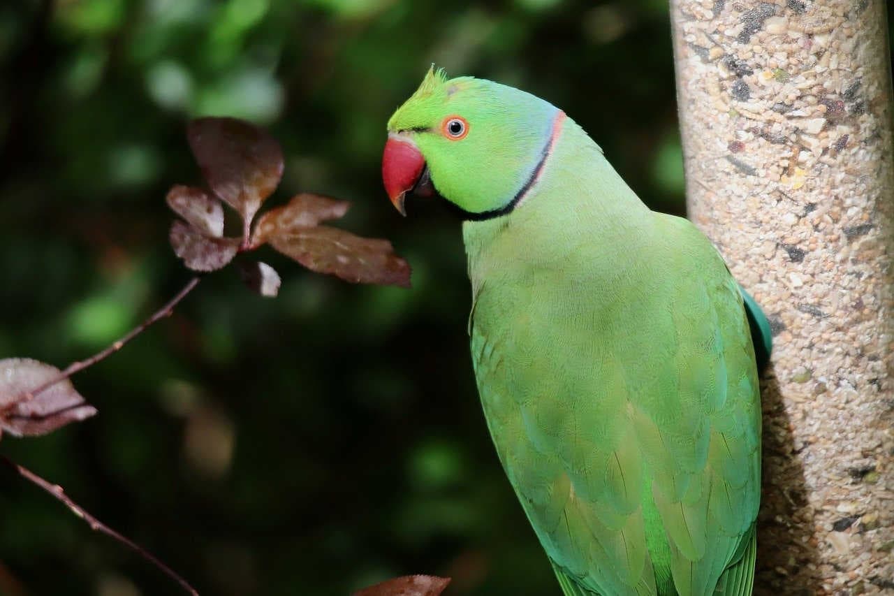 parrocchetto