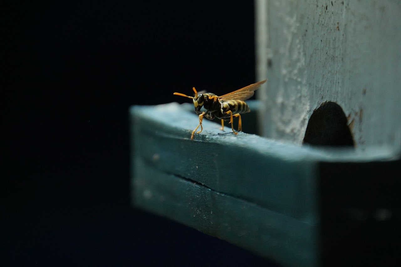 Il ciclo biologico del calabrone asiatico