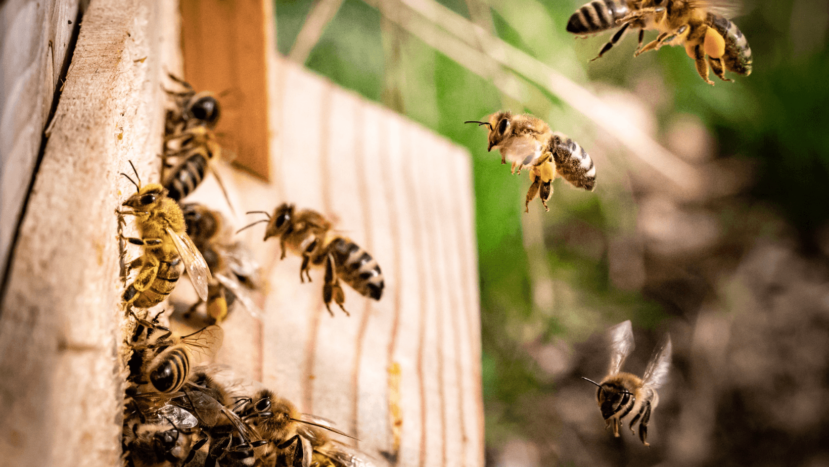 Webinar 3Bee: How Technology Supports the Beekeeper
