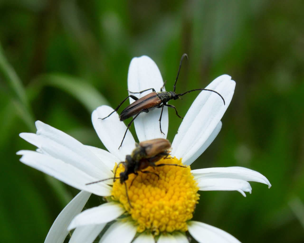 Stenurella melanura e il suo ruolo di impollinatore