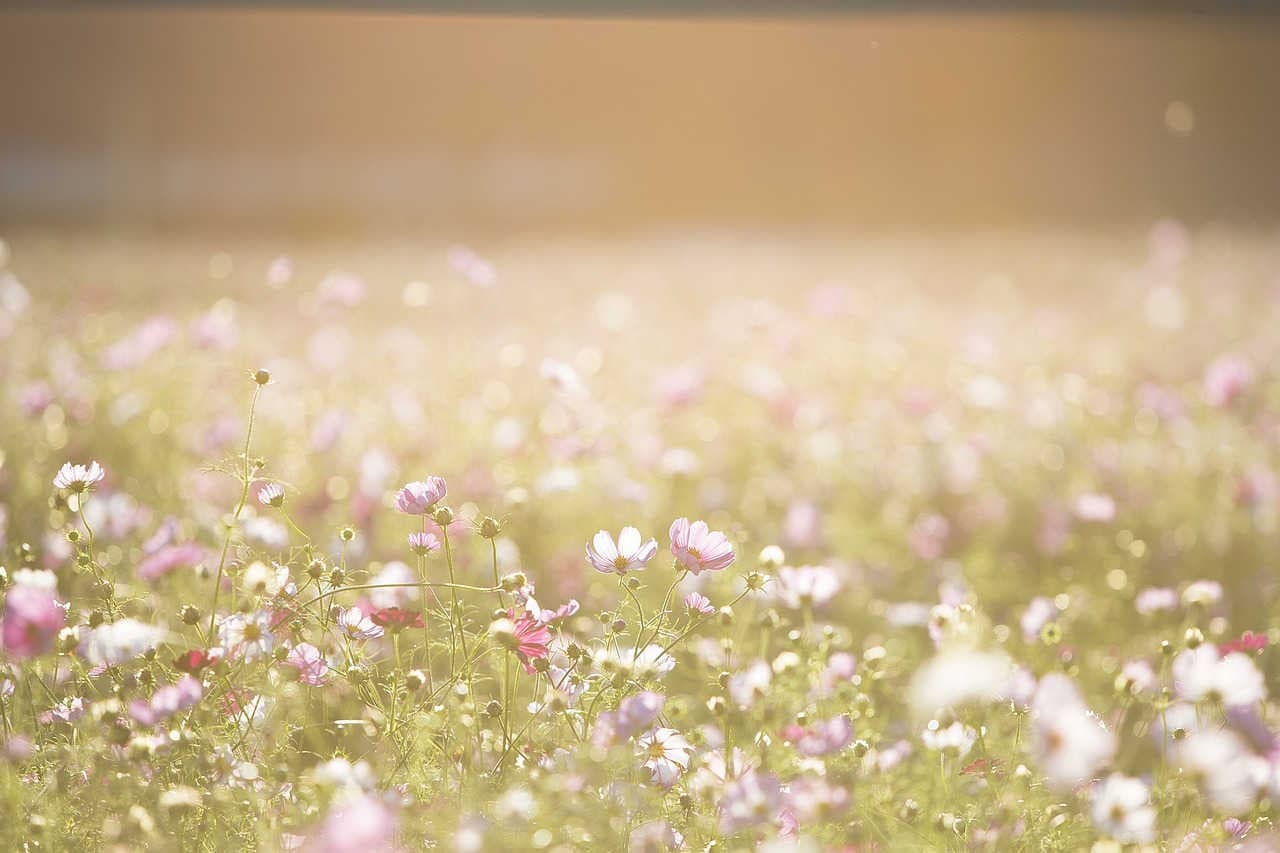 fiori