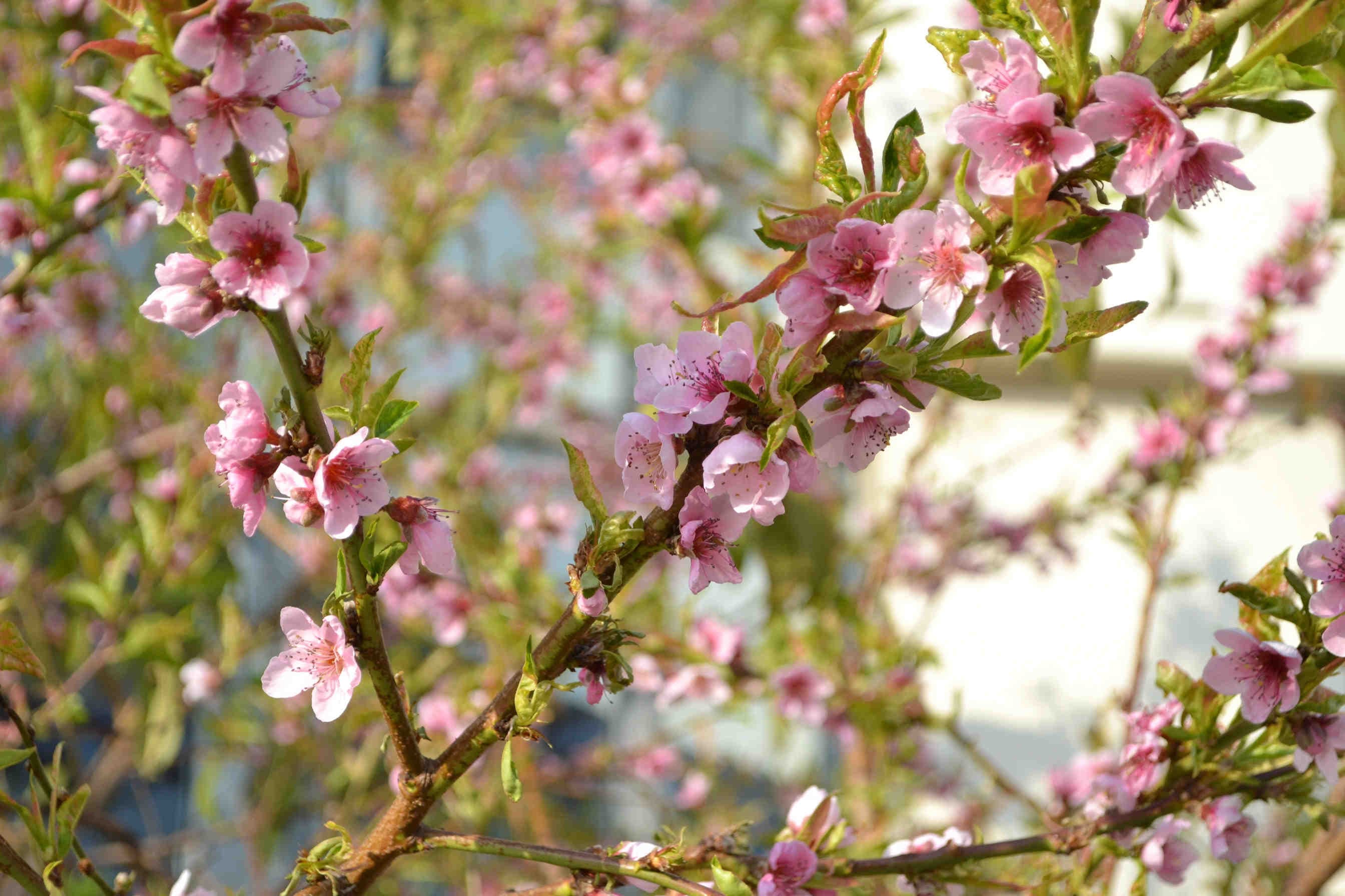 Prunus and biodiversity: three key species for ecosystems