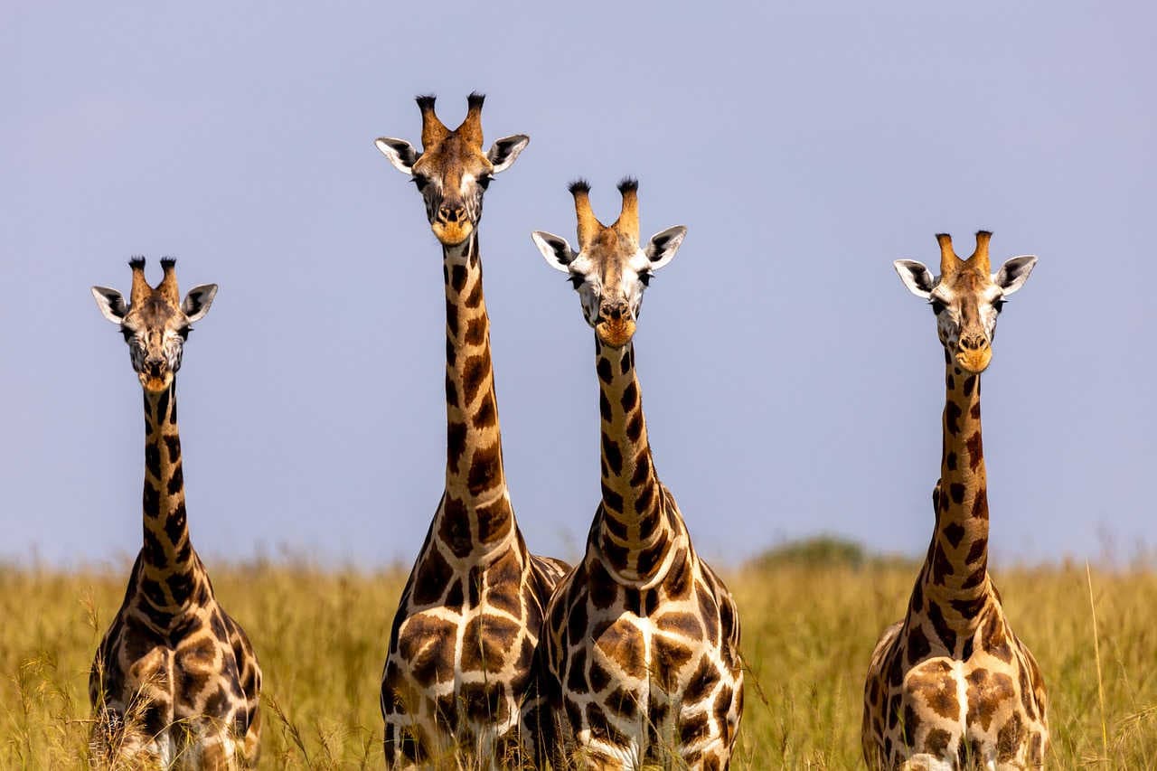 Il 4 ottobre è la Giornata mondiale degli animali