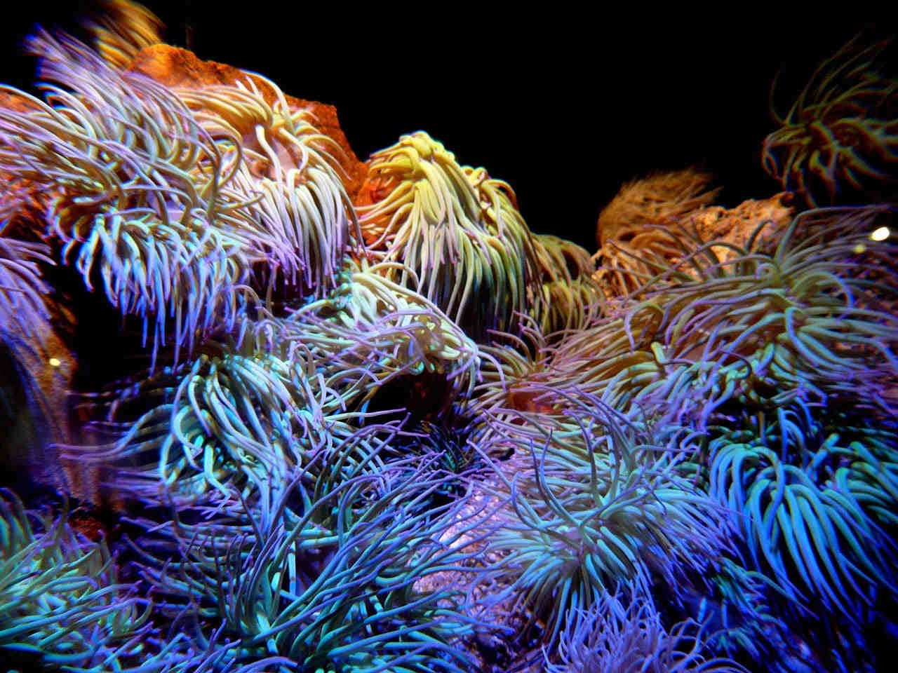 oceani cambiamento climatico