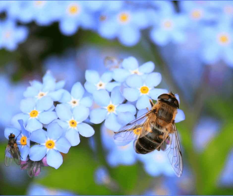 ¿Cómo explicar a los niños la importancia de las abejas?