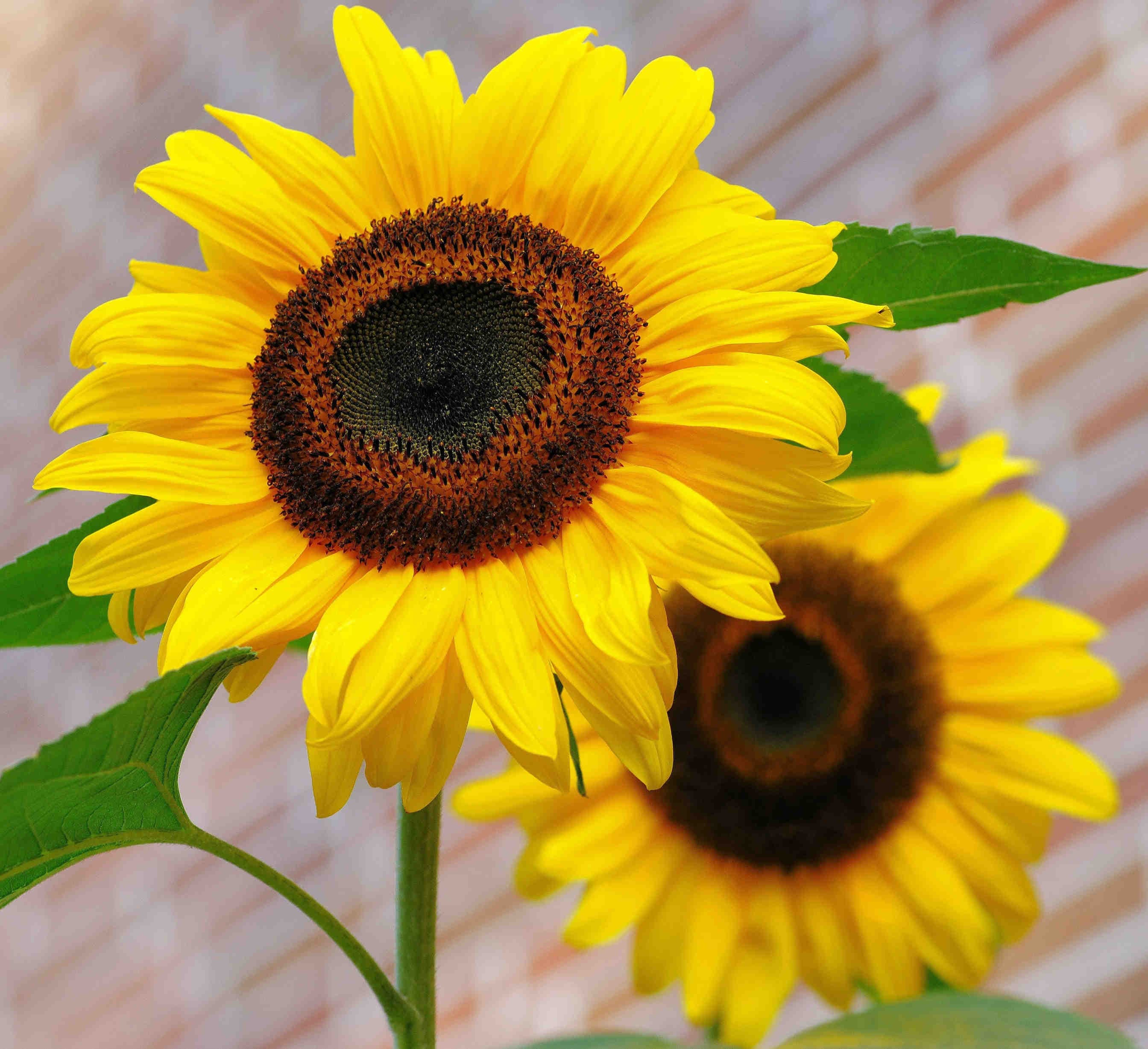 Girasoli
