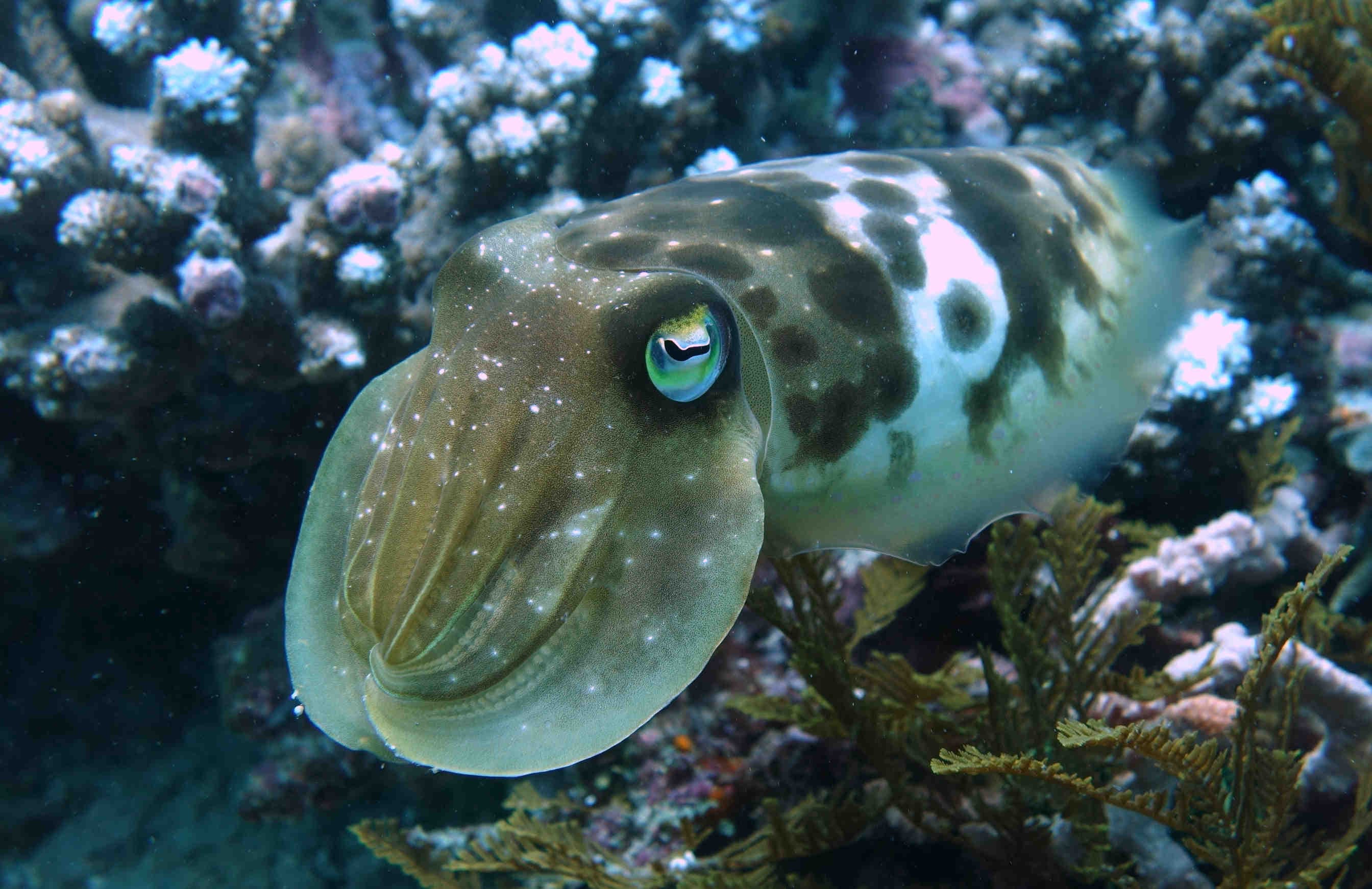 seppia comune