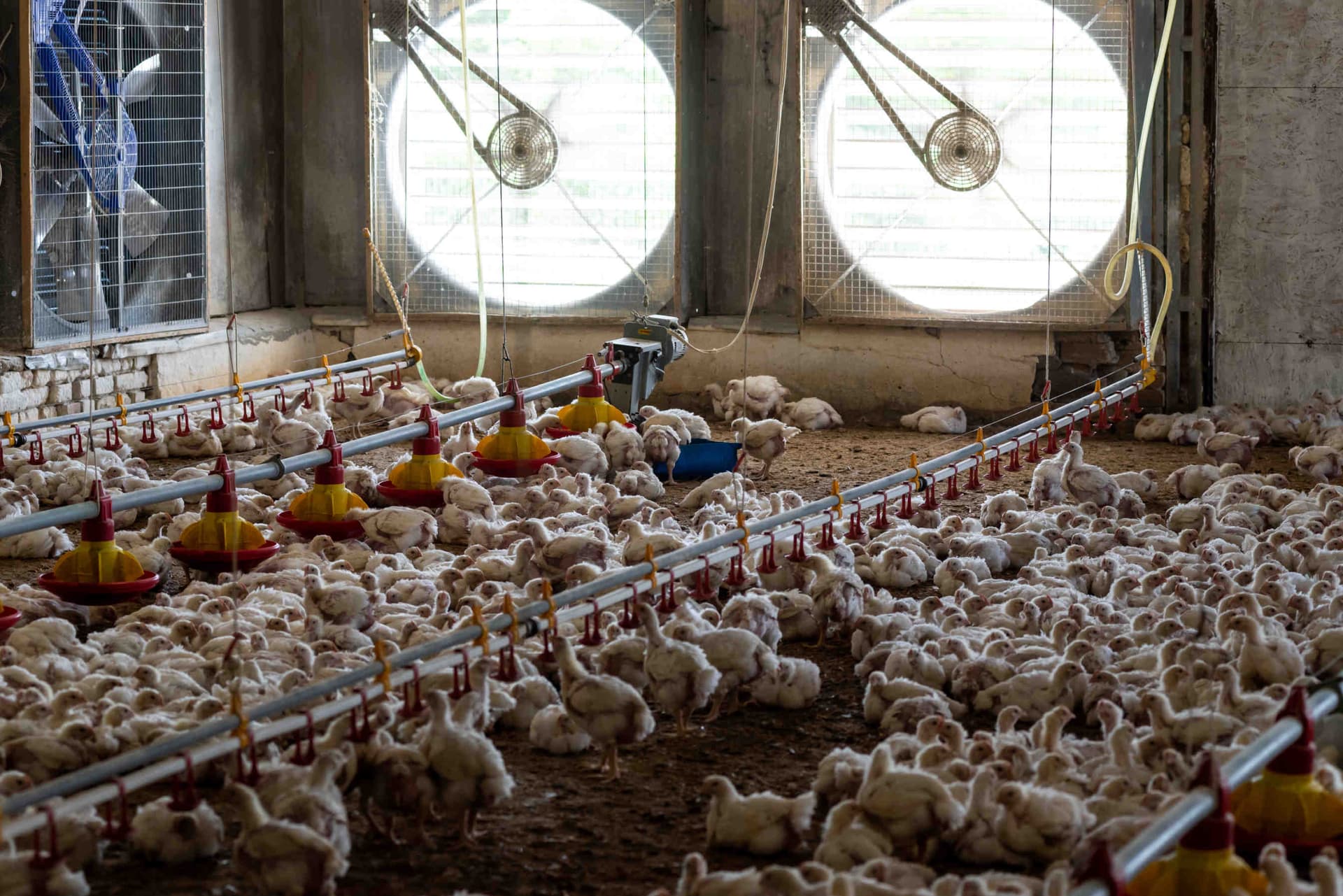 Intensive Faeming Food for Profit: the documentary on intensive livestock farming