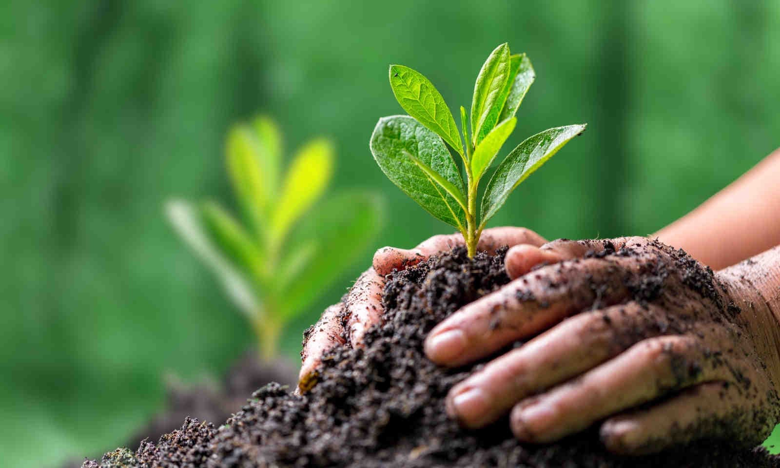 Environmental Conservation: What It Is and Why It Matters