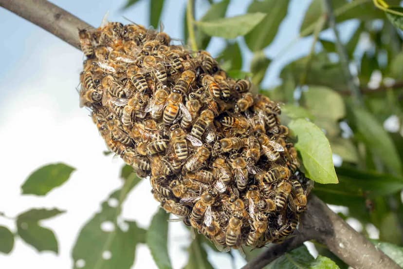 La reine des abeilles naissance, nutrition et tâches
