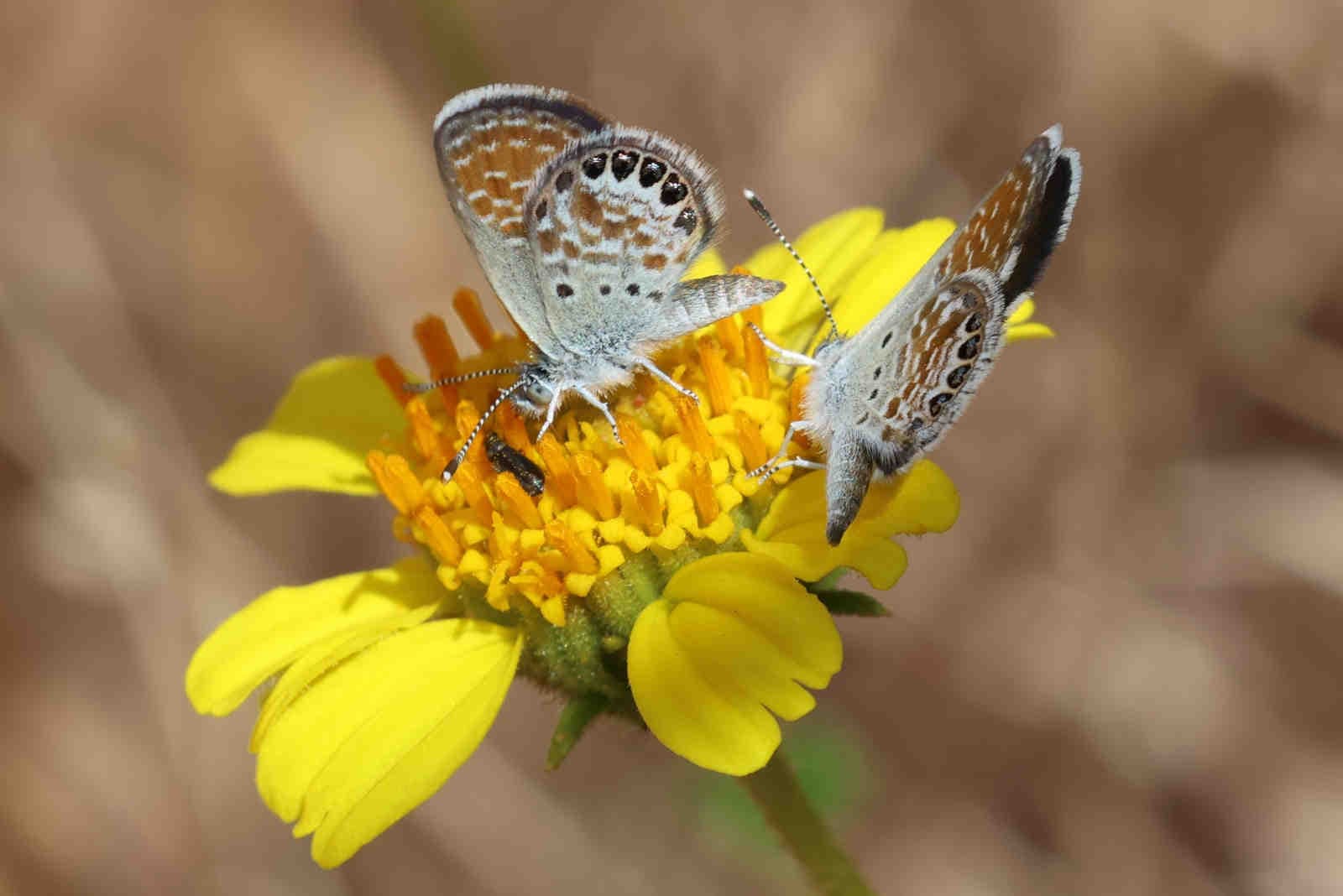 Environmental Conservation: What It Is and Why It Matters