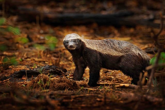 Tejon Costa Rica El animal más temible: ¡todos los secretos del tejón melero!