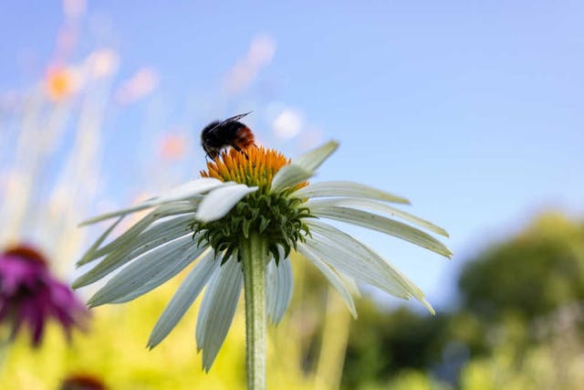 Settimana Biodiversità: 3Bee moltiplica il World Bee Day