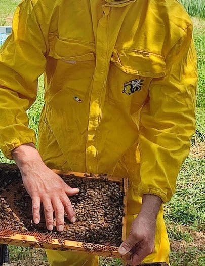apicoltura marchesan